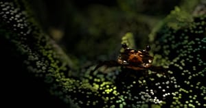 The Ebb and Flow of Crabs and Art