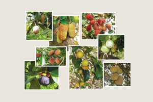 A Hike Filled with Fruity Delights