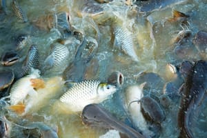 Penang’s Aquaculture Sector Does Swimmingly Well