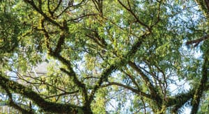 Keeping a Log on Penang’s Trees