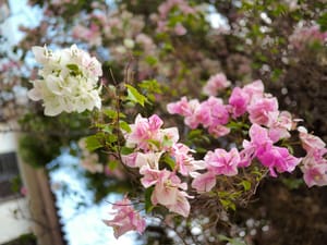The Bougainvillea’s Odyssey: A Tale of Science and Romance Across the Seas